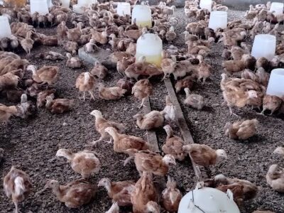 Dynamic Integrated Agro Ltd