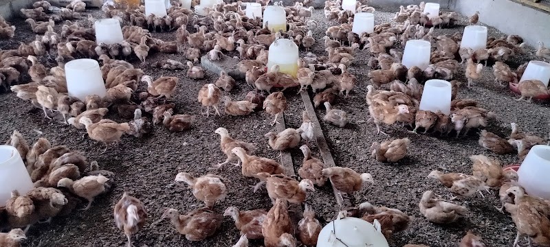 Dynamic Integrated Agro Ltd
